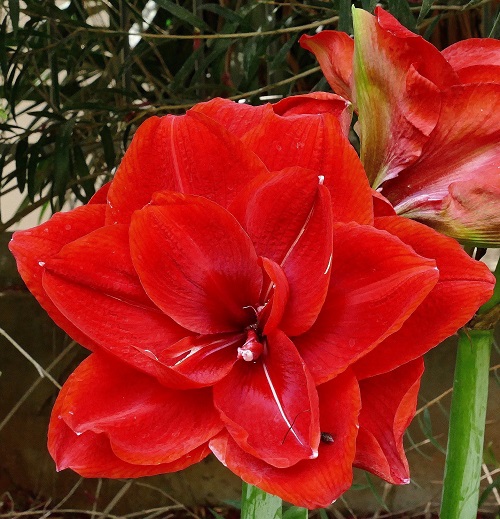 Amaryllis red la 1.jpg